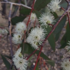 Eucalyptus dives (Broad-leaved Peppermint) at Rob Roy Range - 24 Oct 2017 by michaelb