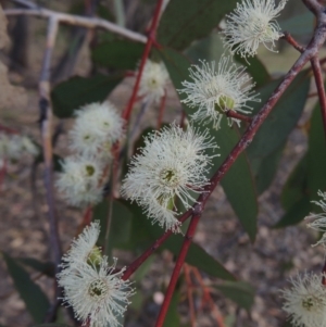 Eucalyptus dives at Rob Roy Range - 24 Oct 2017 07:39 PM