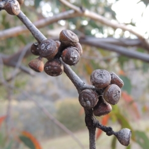 Eucalyptus dives at Rob Roy Range - 24 Oct 2017 07:39 PM