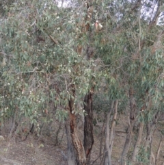 Eucalyptus dives at Rob Roy Range - 24 Oct 2017 07:39 PM