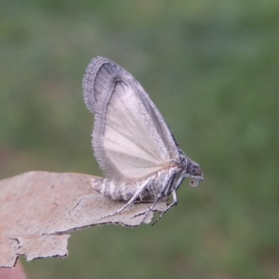 Heteromicta pachytera (Galleriinae subfamily moth) at Conder, ACT - 25 Oct 2017 by MichaelBedingfield