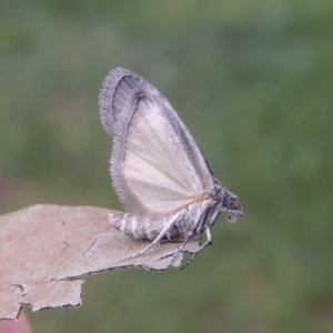 Heteromicta pachytera at Conder, ACT - 25 Oct 2017