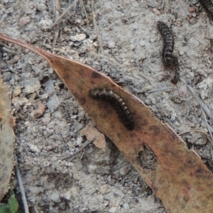 Ecnolagria grandis at Conder, ACT - 12 Nov 2017