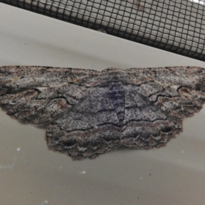 Ectropis excursaria (Common Bark Moth) at Wanniassa, ACT - 13 Nov 2017 by JohnBundock