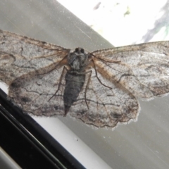 Ectropis excursaria at Wanniassa, ACT - 13 Nov 2017 03:33 PM