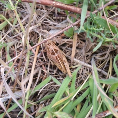 Perunga ochracea (Perunga grasshopper, Cross-dressing Grasshopper) at Palmerston, ACT - 13 Nov 2017 by RichardMilner