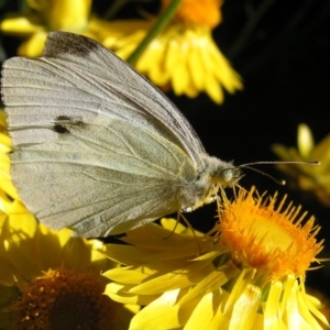 Pieris rapae at Kambah, ACT - 8 Nov 2017