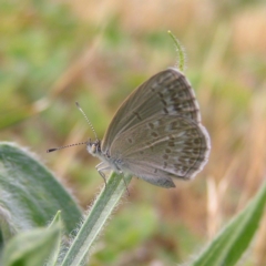 Zizina otis (Common Grass-Blue) at Kambah, ACT - 11 Nov 2017 by MatthewFrawley