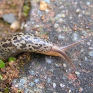 Limax maximus at Kambah, ACT - 11 Nov 2017