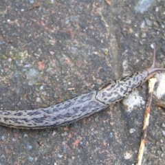 Limax maximus at Kambah, ACT - 11 Nov 2017