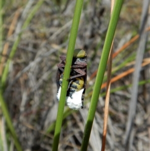 Platybrachys decemmacula at Aranda Bushland - 7 Nov 2017 01:51 PM