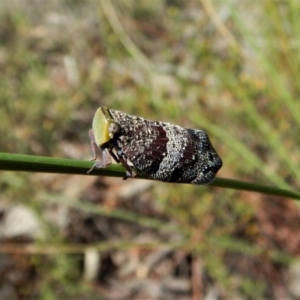 Platybrachys decemmacula at Aranda Bushland - 7 Nov 2017 01:51 PM