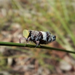 Platybrachys decemmacula at Aranda Bushland - 7 Nov 2017 01:51 PM