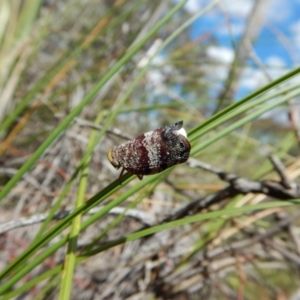 Platybrachys decemmacula at Aranda Bushland - 7 Nov 2017 01:51 PM