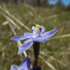 Thelymitra sp. (A Sun Orchid) at Belconnen, ACT - 10 Nov 2017 by CathB