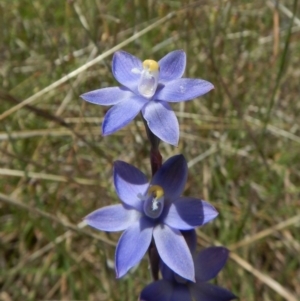 Thelymitra sp. at Belconnen, ACT - 10 Nov 2017