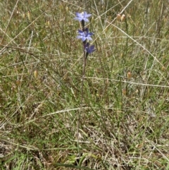 Thelymitra sp. at Belconnen, ACT - suppressed