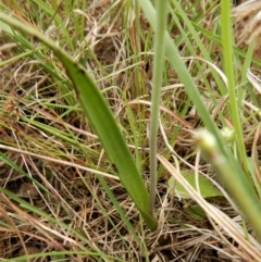 Thelymitra sp. at Belconnen, ACT - suppressed