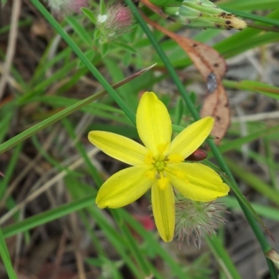 Tricoryne elatior (Yellow Rush Lily) at Kambah, ACT - 13 Nov 2017 by RosemaryRoth