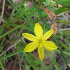 Tricoryne elatior (Yellow Rush Lily) at Little Taylor Grasslands - 13 Nov 2017 by RosemaryRoth