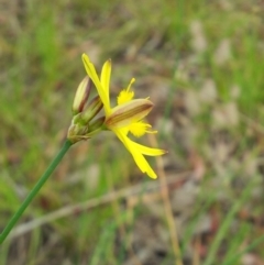 Tricoryne elatior at Kambah, ACT - 13 Nov 2017 02:49 PM