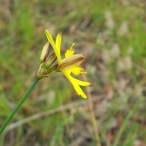 Tricoryne elatior at Kambah, ACT - 13 Nov 2017 02:49 PM