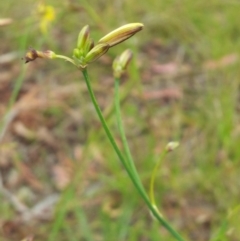 Tricoryne elatior at Kambah, ACT - 13 Nov 2017 02:49 PM