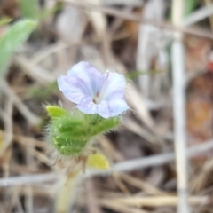 Anchusa arvensis (Small Bugloss) at Isaacs Ridge - 10 Nov 2017 by Mike