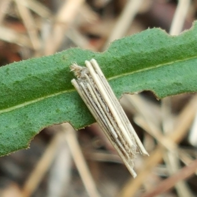 Clania lewinii & similar Casemoths (Parallel stick Case Moths) at Isaacs Ridge - 10 Nov 2017 by Mike