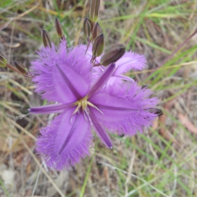 Thysanotus tuberosus subsp. tuberosus (Common Fringe-lily) at Little Taylor Grasslands - 12 Nov 2017 by RosemaryRoth