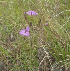 Thysanotus tuberosus subsp. tuberosus at Kambah, ACT - 13 Nov 2017