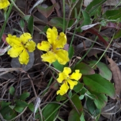 Goodenia hederacea subsp. hederacea (Ivy Goodenia, Forest Goodenia) at Kambah, ACT - 12 Nov 2017 by RosemaryRoth