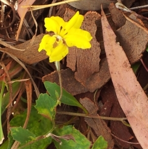 Goodenia hederacea subsp. hederacea at Kambah, ACT - 12 Nov 2017 02:49 PM