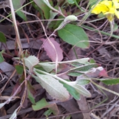 Goodenia hederacea subsp. hederacea at Kambah, ACT - 12 Nov 2017