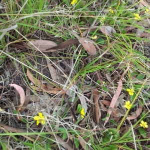 Goodenia hederacea subsp. hederacea at Kambah, ACT - 12 Nov 2017 02:49 PM