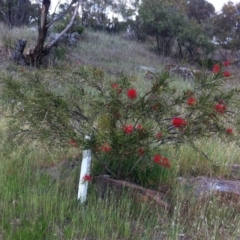 Melaleuca citrina (Crimson Bottlebrush) at Hughes, ACT - 13 Nov 2017 by ruthkerruish