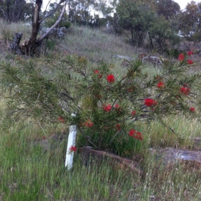 Melaleuca citrina (Crimson Bottlebrush) at Hughes Garran Woodland - 13 Nov 2017 by ruthkerruish