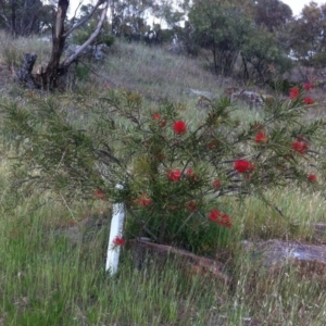 Callistemon citrinus at Hughes, ACT - 13 Nov 2017