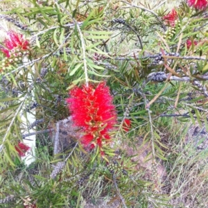 Callistemon citrinus at Hughes, ACT - 13 Nov 2017 01:33 PM