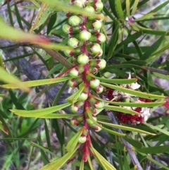 Callistemon citrinus at Hughes, ACT - 13 Nov 2017