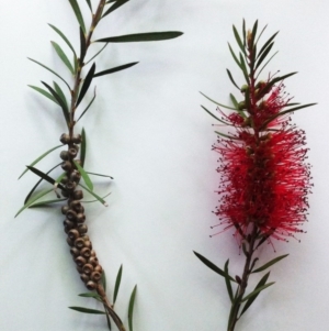 Callistemon citrinus at Hughes, ACT - 13 Nov 2017 01:33 PM