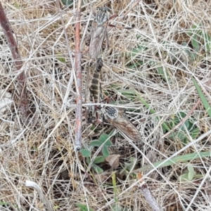 Dolopus rubrithorax at Jerrabomberra, ACT - 10 Nov 2017