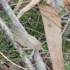 Goniaea australasiae (Gumleaf grasshopper) at Isaacs Ridge and Nearby - 10 Nov 2017 by Mike