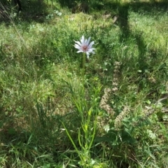 Tragopogon porrifolius subsp. porrifolius (Salsify, Oyster Plant) at Isaacs Ridge and Nearby - 8 Nov 2017 by Mike