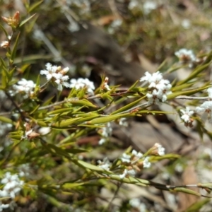 Leucopogon virgatus at Farrer, ACT - 8 Nov 2017 11:32 AM