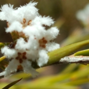 Leucopogon virgatus at Farrer, ACT - 8 Nov 2017 11:32 AM