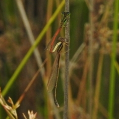 Ischnura aurora at Ngunnawal, ACT - 13 Nov 2017