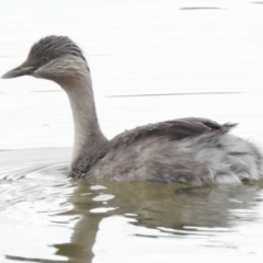 Poliocephalus poliocephalus (Hoary-headed Grebe) at Ngunnawal, ACT - 13 Nov 2017 by JohnBundock