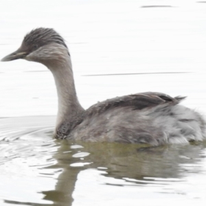 Poliocephalus poliocephalus at Ngunnawal, ACT - 13 Nov 2017