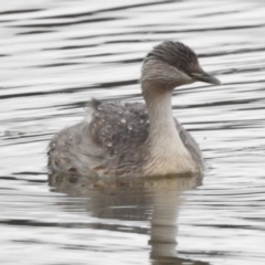 Poliocephalus poliocephalus at Ngunnawal, ACT - 13 Nov 2017